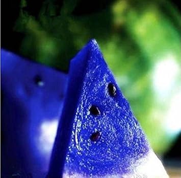 Red Ilex Opaca Fruit Seeds - Beautiful Evergreen Berries for Your Landscape 100 pcs